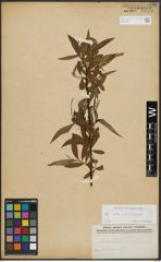 Foto von Salix alba L. x Salix fragilis L.